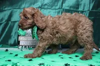 Cinnamon, a male Cavalier King Charles Spaniel and Poodle - Toy  for sale in Trenton, MO – Photo 6 of 8