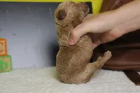 Gnocchi, a male Miniature Goldendoodle for sale in Trenton, MO – 7 of 8
