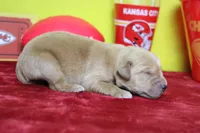 Papaya, a male Golden Retriever for sale in Trenton, MO – 7 of 9