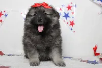 Anna , a female Keeshond for sale in Trenton, MO – 6 of 10