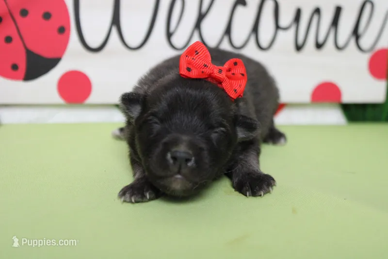 Anna  – Keeshond puppy for sale in Trenton, MO