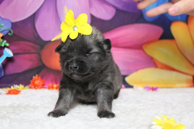 Anna  – Keeshond puppy for sale in Trenton, MO