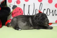Anna , a female Keeshond for sale in Trenton, MO – Photo 6 of 6