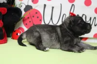 Anna , a female Keeshond for sale in Trenton, MO – Photo 5 of 6