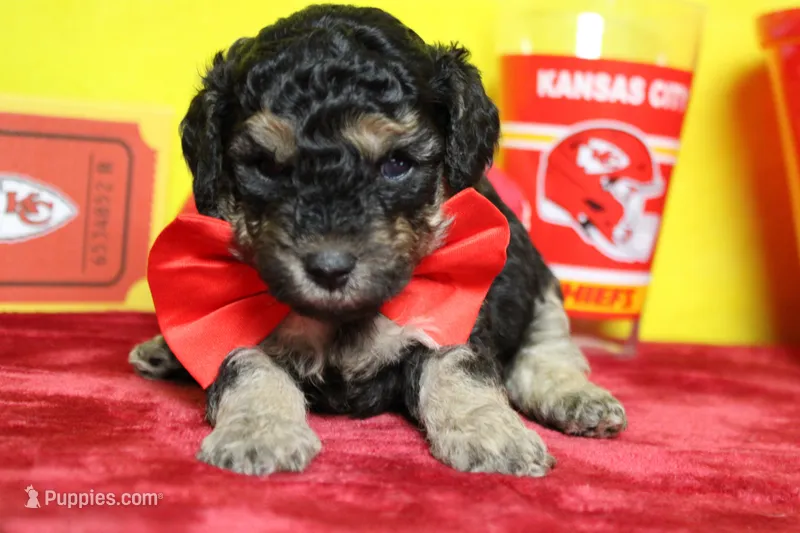 Marco  – Poodle - Toy  puppy for sale in Trenton, MO