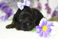 Hazel , a female Poodle - Toy  for sale in Trenton, MO – 3 of 8