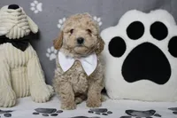 Willie , a male Poodle - Toy  and Havapoo for sale in Trenton, MO – 3 of 10