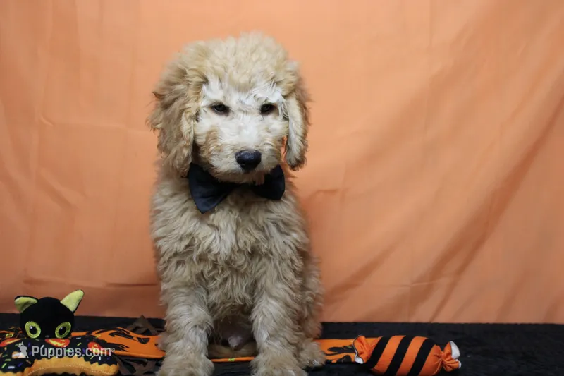 Meatball  – Goldendoodle puppy for sale in Trenton, MO