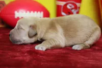 Guava, a male Golden Retriever for sale in Trenton, MO – 3 of 7