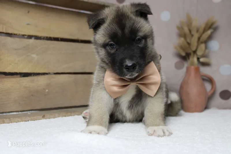 Braeburn – Akita puppy for sale in Trenton, MO