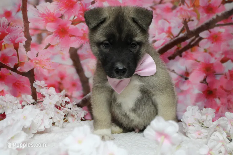 Braeburn – Akita puppy for sale in Trenton, MO