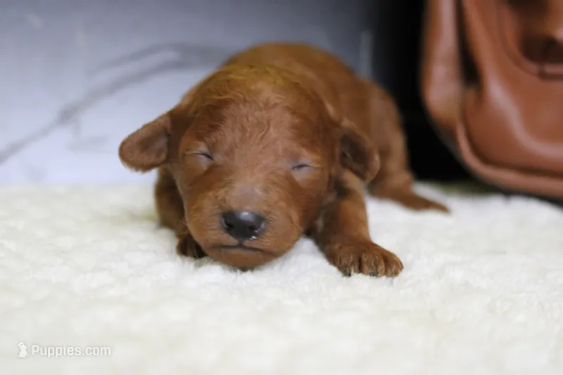 Clementine – Poodle - Miniature  puppy for sale in Trenton, MO