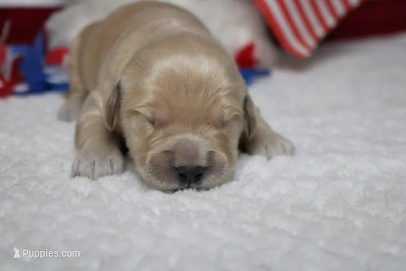 Challah  – Golden Retriever puppy for sale in Trenton, MO