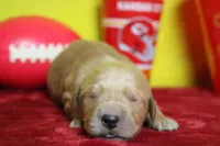 Papaya, a male Golden Retriever for sale in Trenton, MO – 4 of 9