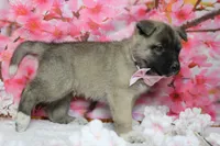Braeburn, a male Akita for sale in Trenton, MO – 9 of 9