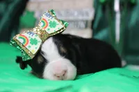 Natalie, a female Bernese Mountain Dog for sale in Trenton, MO – Photo 3 of 7