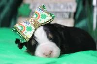 Natalie, a female Bernese Mountain Dog for sale in Trenton, MO – Photo 4 of 7