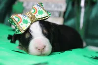 Natalie, a female Bernese Mountain Dog for sale in Trenton, MO – Photo 1 of 7