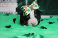 Natalie, a female Bernese Mountain Dog for sale in Trenton, MO – Photo 2 of 7