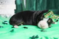 Natalie, a female Bernese Mountain Dog for sale in Trenton, MO – Photo 5 of 7