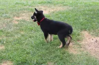 Pine , a male Siberian Husky and Miniature Aussiedoodle for sale in Trenton, MO – 7 of 10