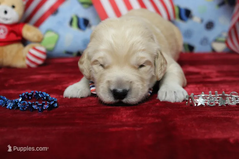 Focaccia  – Golden Retriever puppy for sale in Trenton, MO