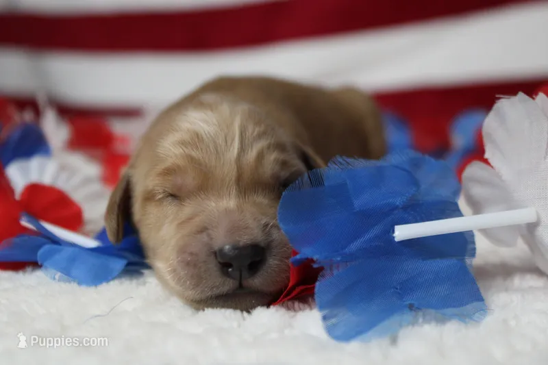 Brioche  – Golden Retriever puppy for sale in Trenton, MO
