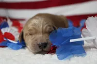 Brioche , a male Golden Retriever for sale in Trenton, MO – 1 of 10