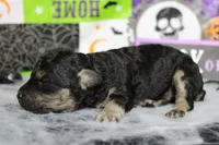 Marco , a male Poodle - Toy  for sale in Trenton, MO – 4 of 9