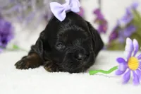 Hazel , a female Poodle - Toy  for sale in Trenton, MO – 2 of 8