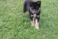 Violet , a male Siberian Husky and Miniature Aussiedoodle for sale in Trenton, MO – 6 of 8