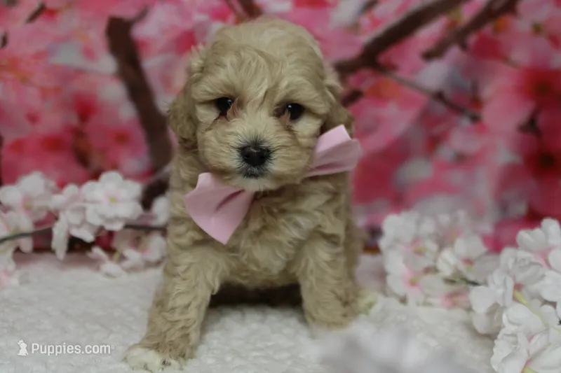 Charlie  – Poodle - Toy , Havapoo puppy for sale in Trenton, MO