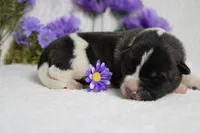 Jonathon , a male Akita for sale in Trenton, MO – Photo 8 of 8