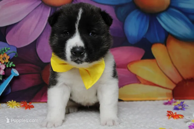 Jonathon  – Akita puppy for sale in Trenton, MO