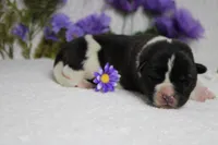 Jonathon , a male Akita for sale in Trenton, MO – Photo 6 of 8