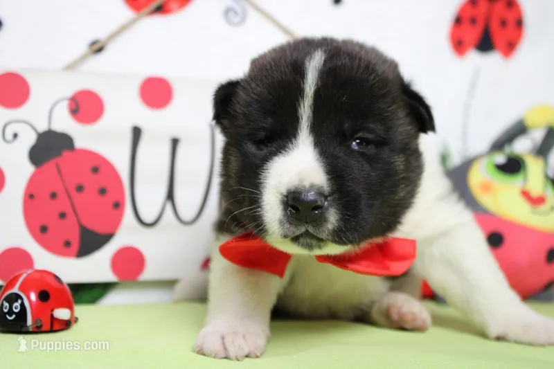 Jonathon  – Akita puppy for sale in Trenton, MO