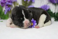 Jonathon , a male Akita for sale in Trenton, MO – Photo 7 of 8