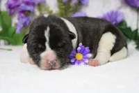 Jonathon , a male Akita for sale in Trenton, MO – Photo 5 of 8