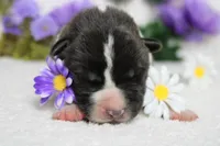 Jonathon , a male Akita for sale in Trenton, MO – Photo 4 of 8