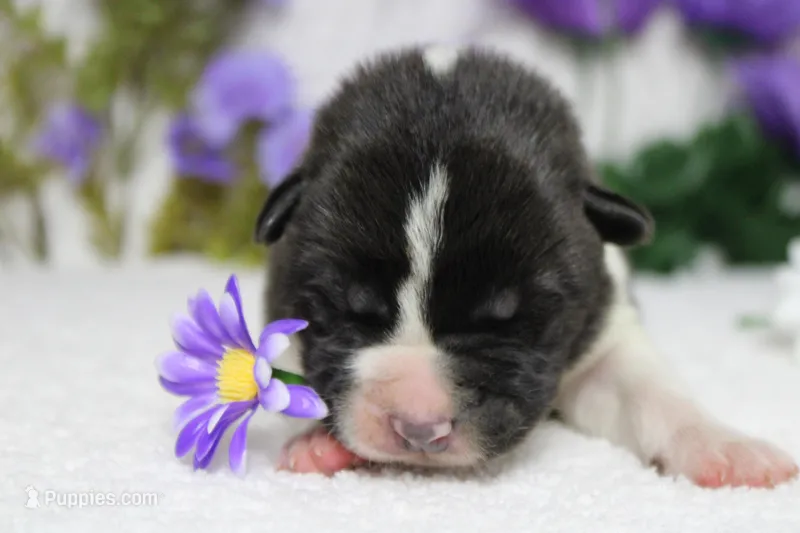Jonathon  – Akita puppy for sale in Trenton, MO