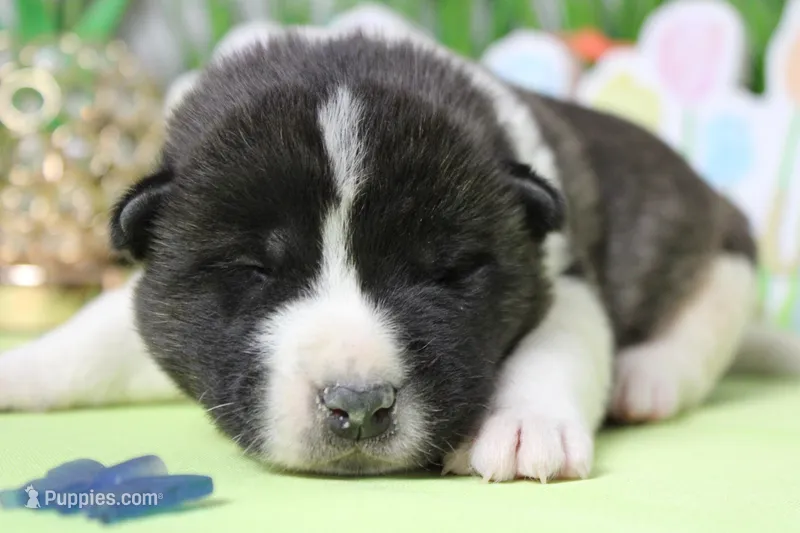 Jonathon  – Akita puppy for sale in Trenton, MO
