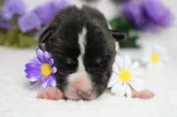 Jonathon , a male Akita for sale in Trenton, MO – Photo 2 of 8