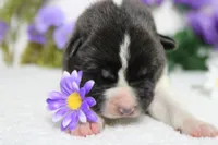 Jonathon , a male Akita for sale in Trenton, MO – Photo 3 of 8