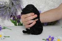 Peppercorn , a male Poodle - Toy  for sale in Trenton, MO – 10 of 10