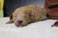 Gnocchi, a male Miniature Goldendoodle for sale in Trenton, MO – 3 of 8