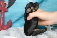 Ripple , a male Cocker Spaniel and Poodle - Toy  for sale in Trenton, MO – 6 of 7
