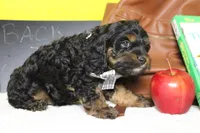 Ripple , a male Cockapoo for sale in Trenton, MO – 6 of 6