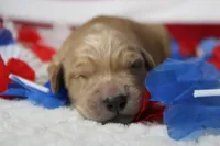 Brioche , a male Golden Retriever for sale in Trenton, MO – 3 of 10