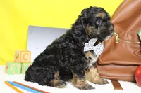 Rocky , a male Cockapoo for sale in Trenton, MO – 6 of 6