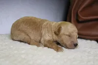 Alfredo , a male Miniature Goldendoodle for sale in Trenton, MO – 7 of 9